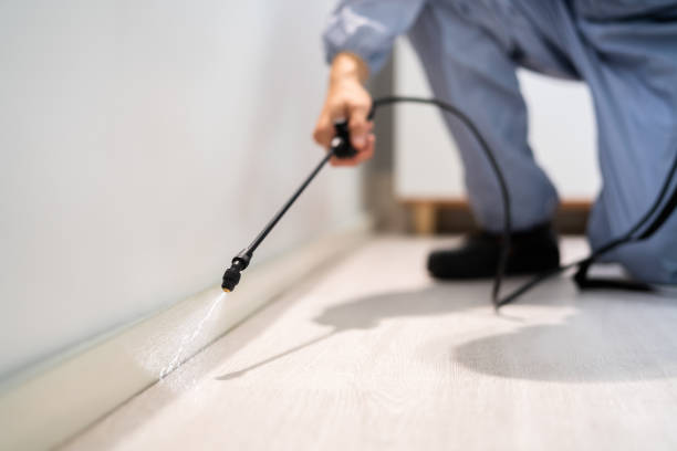 Licensed Wasp Removal service in Concord, MI - Show Me Pest Control